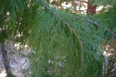 Incense cedar, foliage is fragrant. - grid24_12