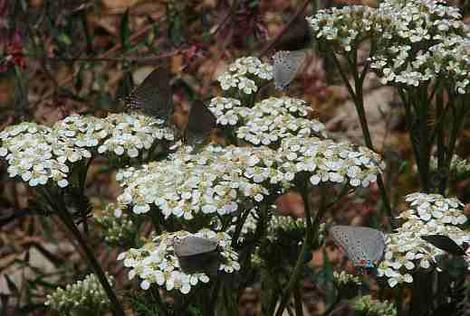 Achillea millefolium californica Yarrow with Hair Streak - grid24_12