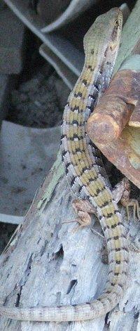 Alligator Lizard, Elgaria multicarinata on fallen post - grid24_12