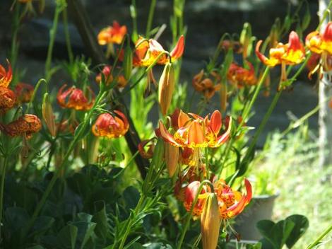 Here a clump of Lilium pardalinum var.  giganteum "Sunset" are flowering in the Santa Margarita nursery. - grid24_12