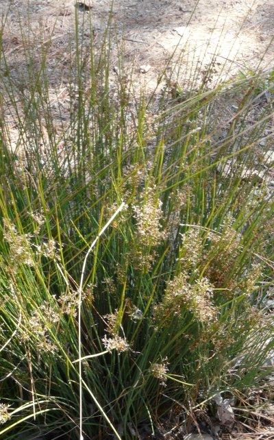 Juncus patens, Common Rush - grid24_12