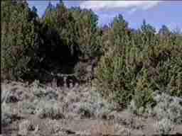 Juniper woodland with Big Basin Sage. The two communities hop-scotch through north eastern California and Nevada. - grid24_12