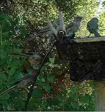 Bushtits lined up for birdbath - grid24_12