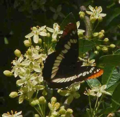 Lorquin's Admiral on Ptelea flower. - grid24_12