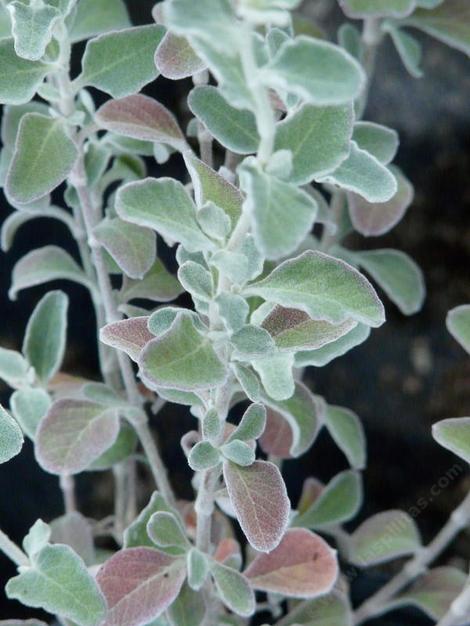 Eriogonum cinereum. Coastal Buckwheat - grid24_12