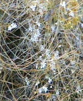 Cuscuta salina Salt-Marsh Dodder - grid24_12