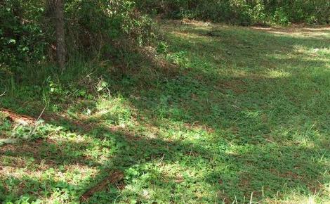 California ponysfoot, Dichondra donnelliana, Yarrow, Achillea californica, and, Wild strawberry, Fragaria californica make a natural lawn under Monterey pines and coast live oaks in Monterey. - grid24_12