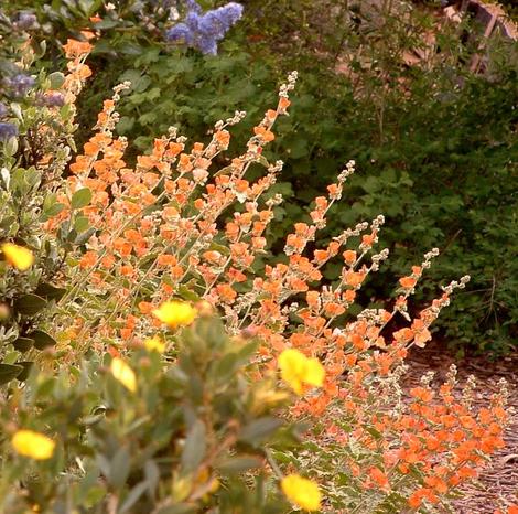 Sphaeralcea ambigua, Desert Mallow mixed with Ceanothus and Dendromecon. Desert Mallow can live on 3-4 inches of rainfall and is drought tolerant as Barstow. - grid24_12