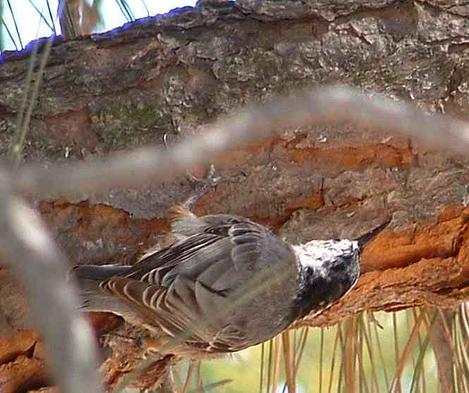 White Breasted Nuthatch on Pine limb. - grid24_12