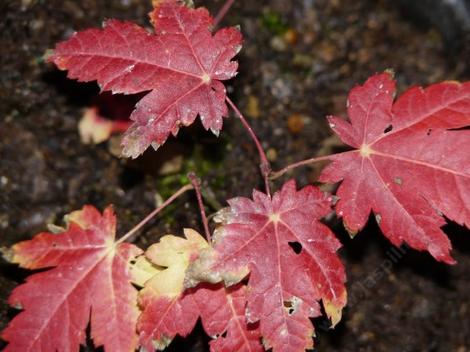 Acer circinatum Vine Maple with fall color - grid24_12