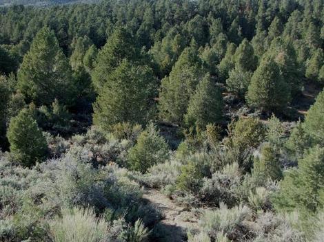 Here is the the habitat of Purshia stansburiana, Cliff Rose, showing also Pinus monophylla, and Artemisia tridentata, in the area of the eastern Sierra Nevada mountains of California.  - grid24_12