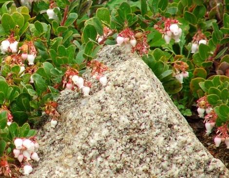 Danville manzanita and a boulder - grid24_12