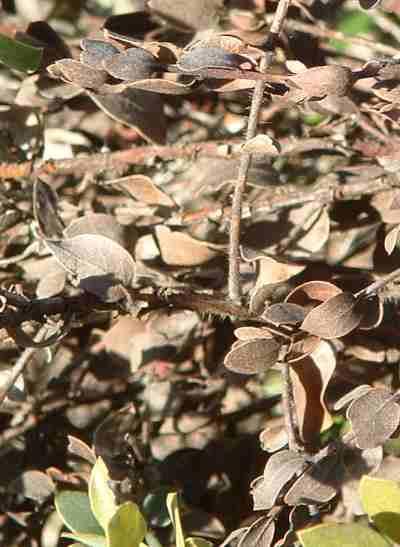 Dead leaves on an overgrown stem - grid24_12