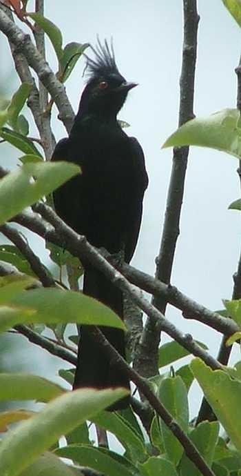 Phainopepla in Western chokecherry watching camera. - grid24_12