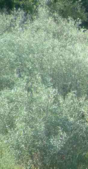 Salix lasiandra Pacific willow - grid24_12