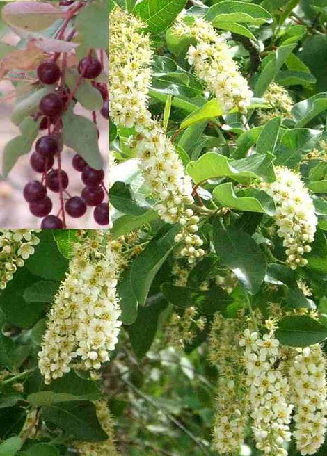 Western Chokecherry, Prunus virginiana demissa - grid24_12