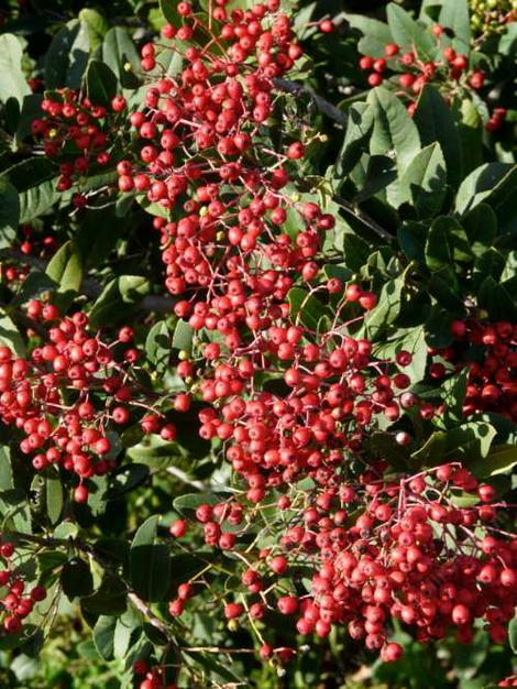We seldom see Toyon berries this ripe here, the birds eat them when they are still green. - grid24_12