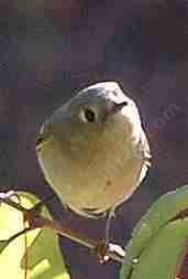 Ruby Crowned Kinglet looking camera. - grid24_12