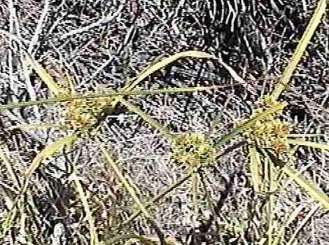 Cyperus eragrostis Nutsedge, Umbrella Sedge