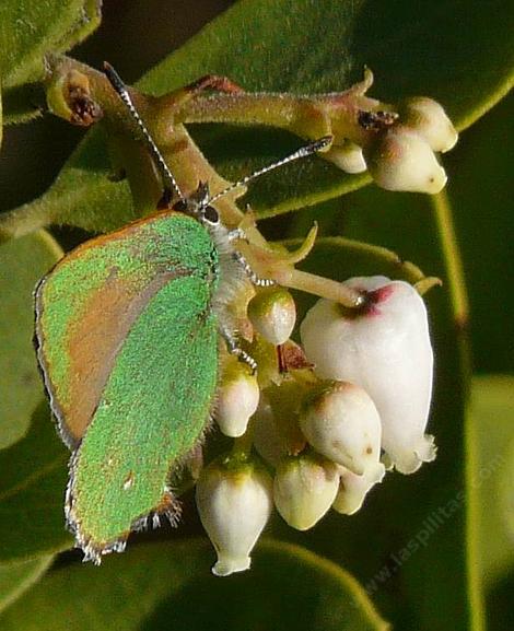 Western Green Hairstreak, Callophrys affinis on manzanita flower - grid24_12