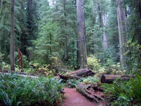 California redwood forest walk through - grid24_12
