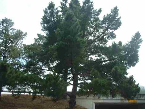 Pinus radiata,  Monterey Pine,  is a popular tree in California landscapes, though it grows best along the immediate coast.  - grid24_12