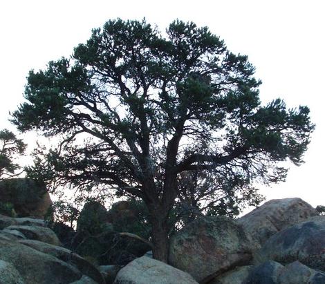 Pinus monophylla, Pinyon Pine, is growing here among boulders in Joshua Tree National Monument, Mojave Desert, California. - grid24_12
