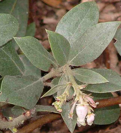 Arctostaphylos glandulosa zacaensis, San Marcos Manzanita - grid24_12