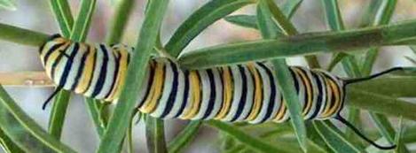 Monarch Butterfly larva on a narrowleaf milkweed - grid24_12