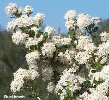 Ceanothus cuneatus, buckbrush flowers are fragrant and a favorite for many insects.  - grid24_12