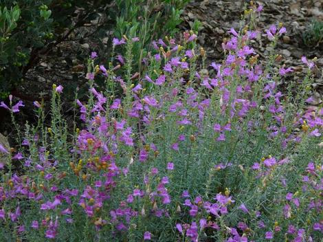 Foothill Penstemon, Penstemon heterophyllus australis is native in most of Southern California.  Shown here in the Santa Margarita garden. - grid24_12