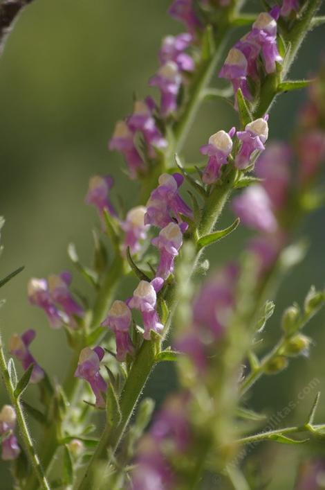 Antirrhinum multiflorum, Mutliflowered Snapdragon Flowers used to be common in the hills around Santa Barbara and Los Angeles. - grid24_12