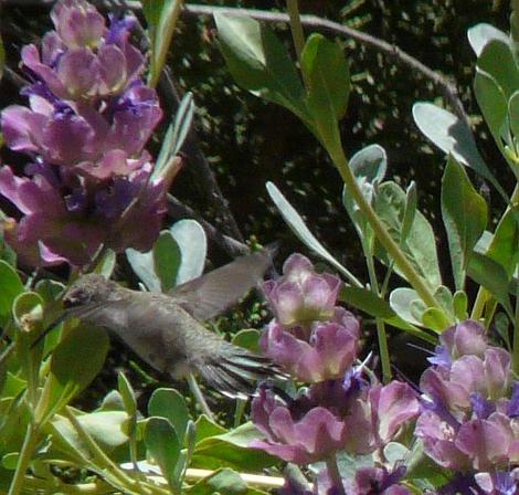 Hummingbirds use most of the native sages to a point where thay live next to them when there are flowers. An Anna Hummingbird on a Rose sage. - grid24_12