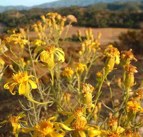 Senecio douglasii,  Butterweed overlooking the nursery - grid24_12