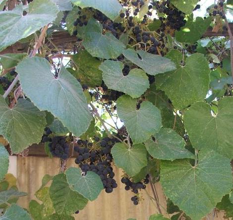 Vitis girdiana, Southern California Grape used to grow all around San Diego, Orange and Riverside counties. - grid24_12