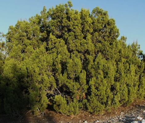 Juniperus californica, California Juniper, has lovely blue fruits,  fragrant green foliage, and grows in  pinyon-juniper woodland, for one. 