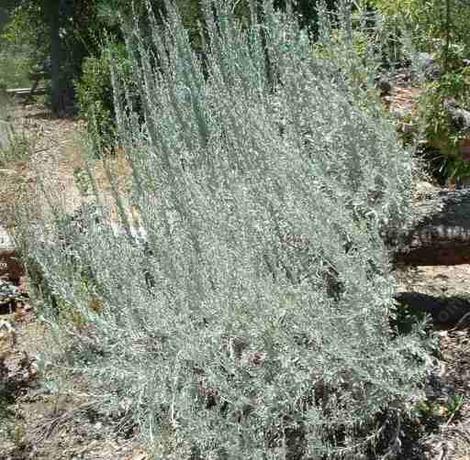 Artemisia tridentata, Great Basin Sage Brush, growing in the Santa Margarita nursery garden.  - grid24_12