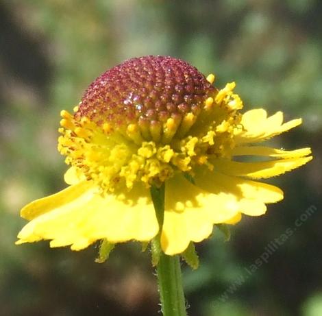 Helenium puberulum with small ray flowers - grid24_12