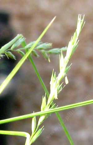 Leymus triticoides - creeping wild rye, Valley Wild rye, alkali rye flowers.  I'm not sure how many times they've flipped from Elymus to Leymus and back. - grid24_12