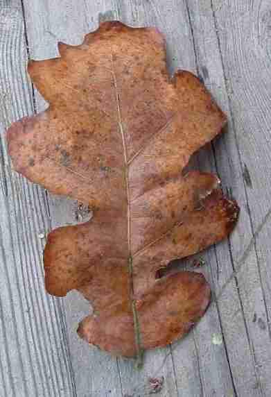 Oregon Oak, <i>Quercus garryana</i> fall(en) leaf - grid24_12