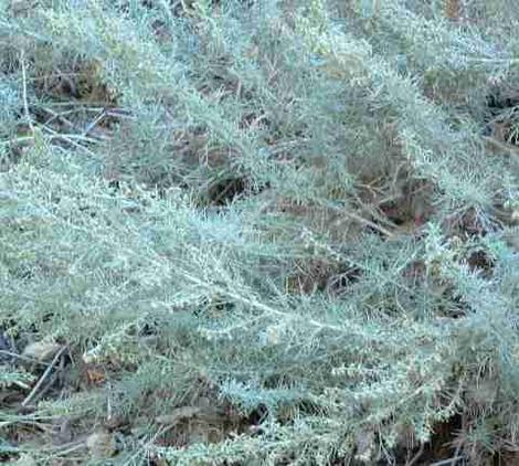 Artemisia californica Canyon Gray, Canyon Grey Trailing Sagebrush, is a bluish-silver gray, low-growing ground cover form that has gotten raves for bluff plantings in La Jolla and San Diego. - grid24_12