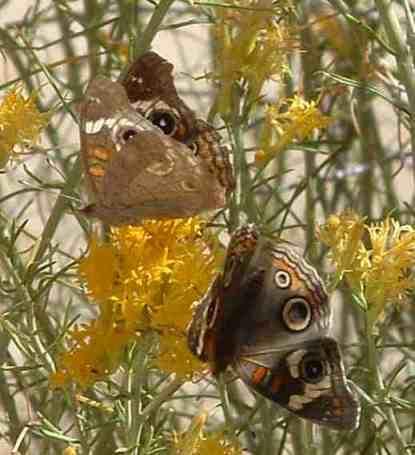 Two Buckeye Butterflies on a Rabbitbrush flower. - grid24_12