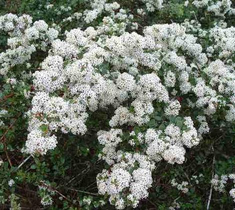 This Ceanothus megacarpus X cuneatus was growing on top of a peak on South Vandenberg, south east of Lompoc. - grid24_12