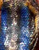 Western Fence lizard's blue belly - grid24_12