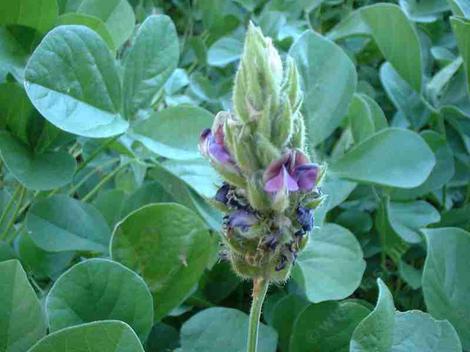 Psoralea orbicularis, Giant Clover has big flowers. - grid24_12