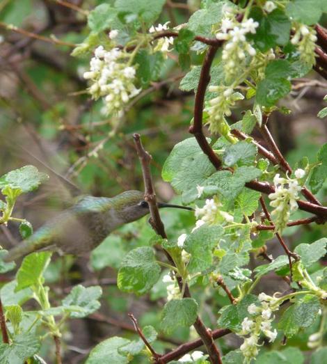 An Anna Hummingbird working the flowers of White currant, Ribes indecorum - grid24_12