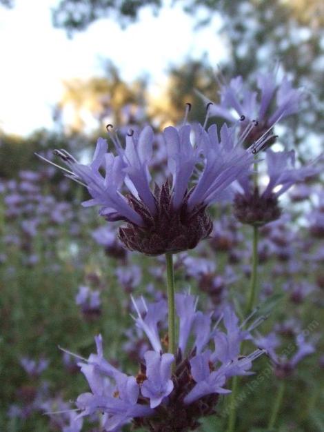 Salvia clevelandii, Alpine sage flowers are fragrant and full of life. - grid24_12