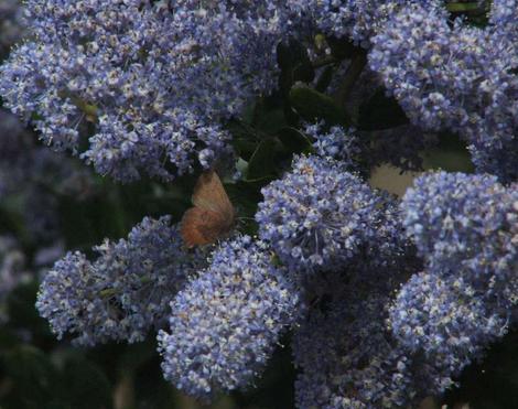 Ceanothus Remote Blue with a Brown Elfin butterfly. - grid24_12