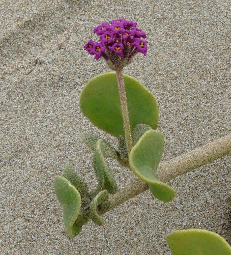 The very pretty pink-purple flower clusters of Abronia maritima, Sand verbena, against a background of salty beach sand - grid24_12