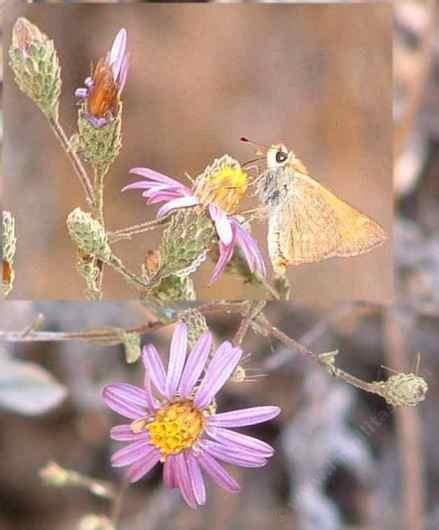 Corethrogyne filaginifolia,  California Corethrogyne with skipper - grid24_12